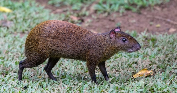 4 Costa Rican Animals to Spot during Dry Season in the Reserve